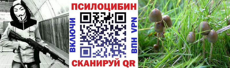 Псилоцибиновые грибы Psilocybine cubensis  Серафимович 
